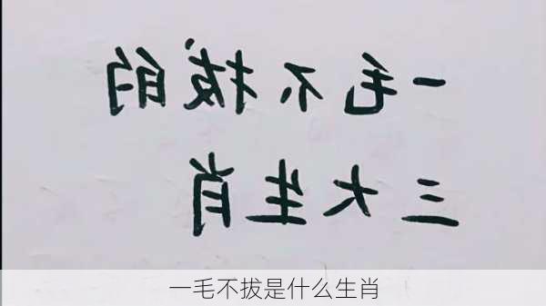 一毛不拔是什么生肖