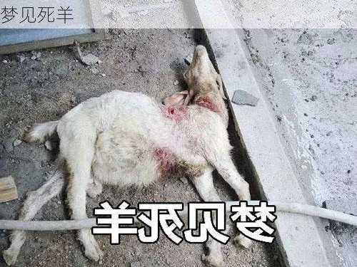 梦见死羊