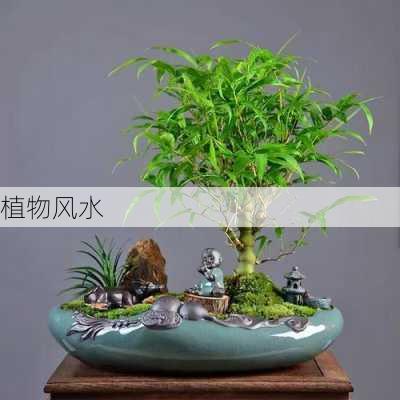 植物风水