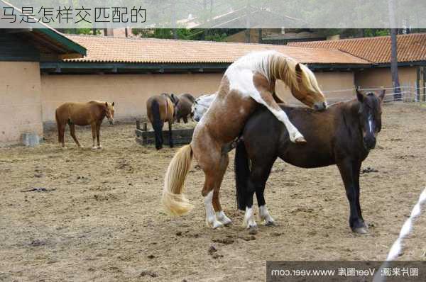 马是怎样交匹配的