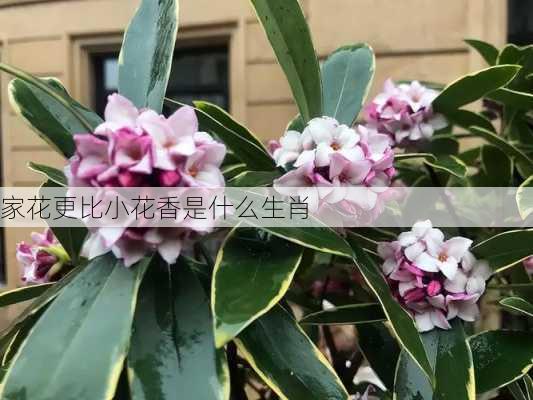 家花更比小花香是什么生肖