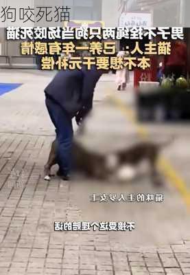 狗咬死猫