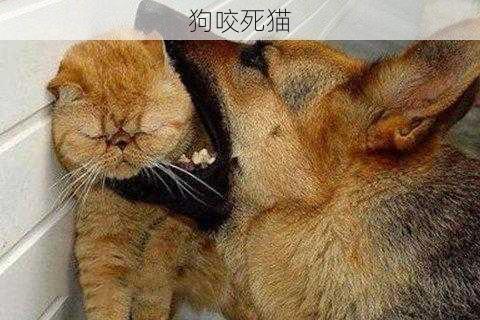 狗咬死猫