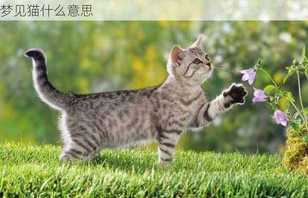 梦见猫什么意思