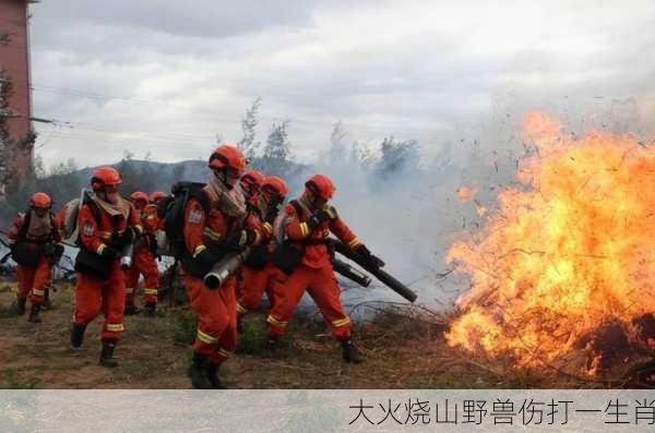 大火烧山野兽伤打一生肖