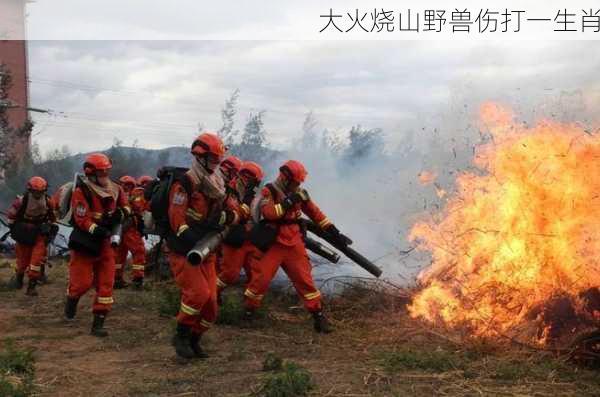 大火烧山野兽伤打一生肖