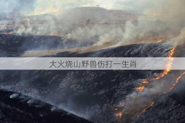 大火烧山野兽伤打一生肖