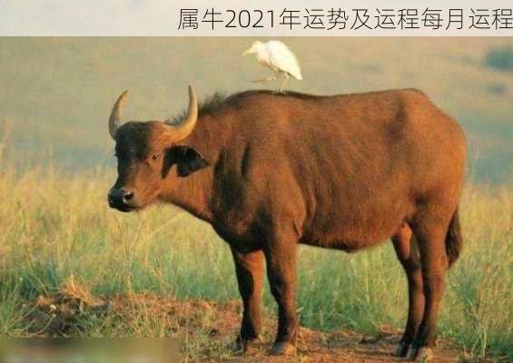 属牛2021年运势及运程每月运程