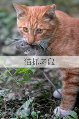 猫抓老鼠