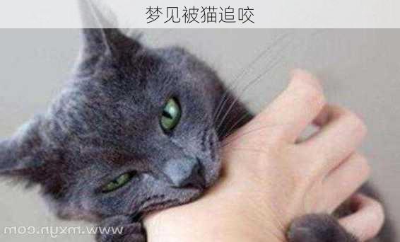 梦见被猫追咬