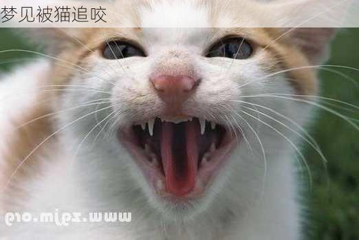 梦见被猫追咬