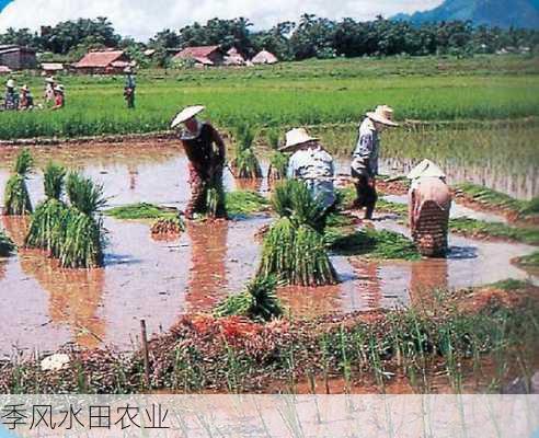 季风水田农业