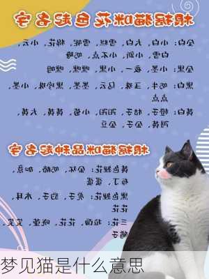 梦见猫是什么意思