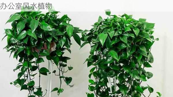 办公室风水植物