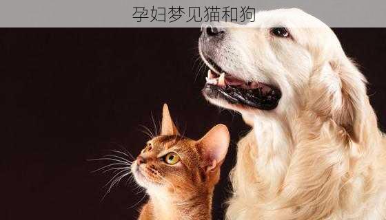 孕妇梦见猫和狗