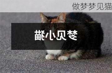 做梦梦见猫