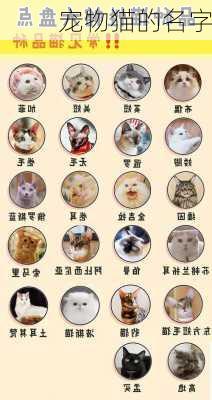 宠物猫的名字