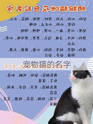 宠物猫的名字