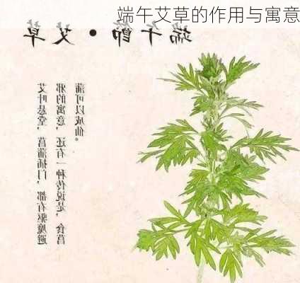 端午艾草的作用与寓意