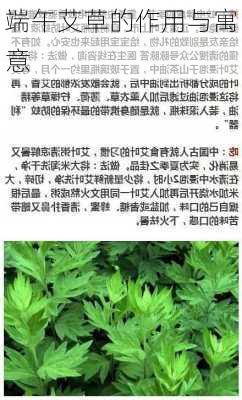 端午艾草的作用与寓意