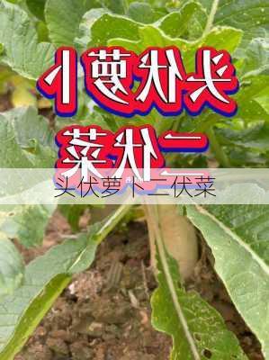 头伏萝卜二伏菜