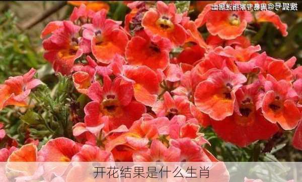 开花结果是什么生肖