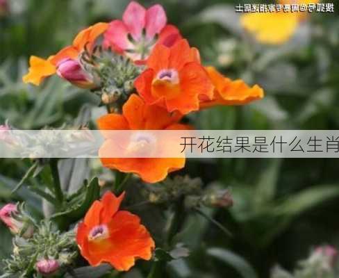 开花结果是什么生肖