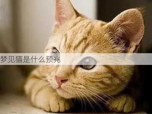 梦见猫是什么预兆