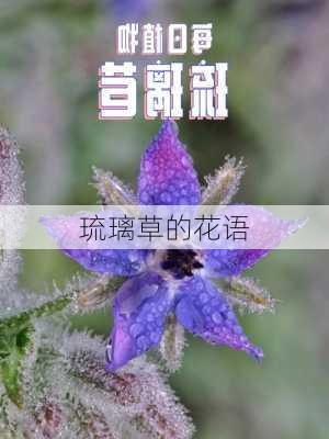 琉璃草的花语