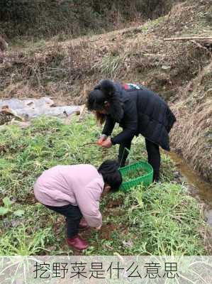 挖野菜是什么意思