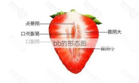 bb的形态图