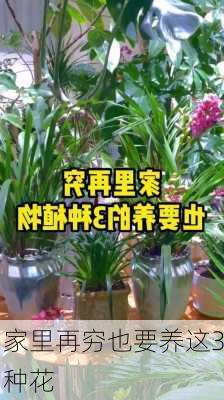 家里再穷也要养这3种花