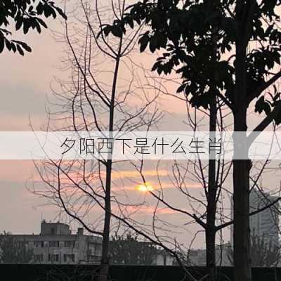 夕阳西下是什么生肖