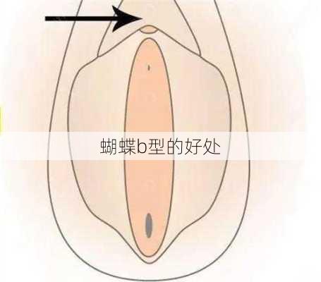 蝴蝶b型的好处