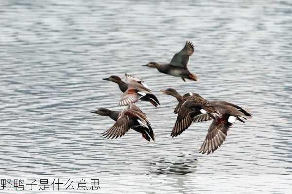 野鸭子是什么意思