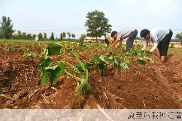 夏至后栽种红薯