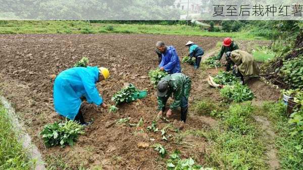 夏至后栽种红薯