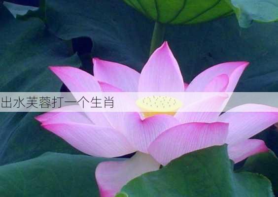 出水芙蓉打一个生肖