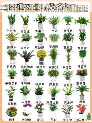 室内植物图片及名称