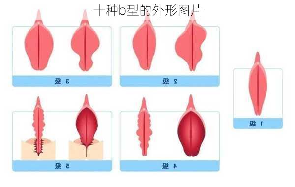 十种b型的外形图片