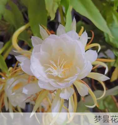 梦昙花