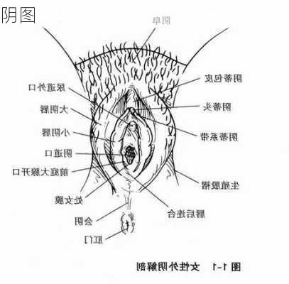 阴图