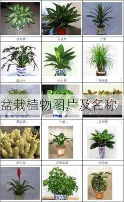 盆栽植物图片及名称