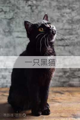 一只黑猫