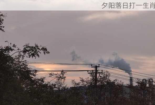 夕阳落日打一生肖