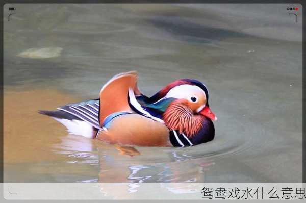 鸳鸯戏水什么意思