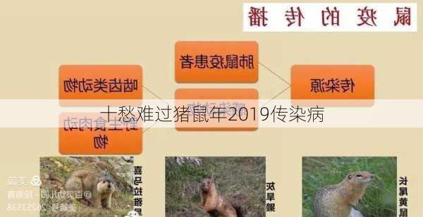 十愁难过猪鼠年2019传染病