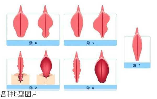 各种b型图片