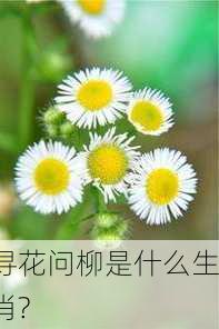 寻花问柳是什么生肖?