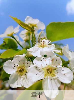 季节